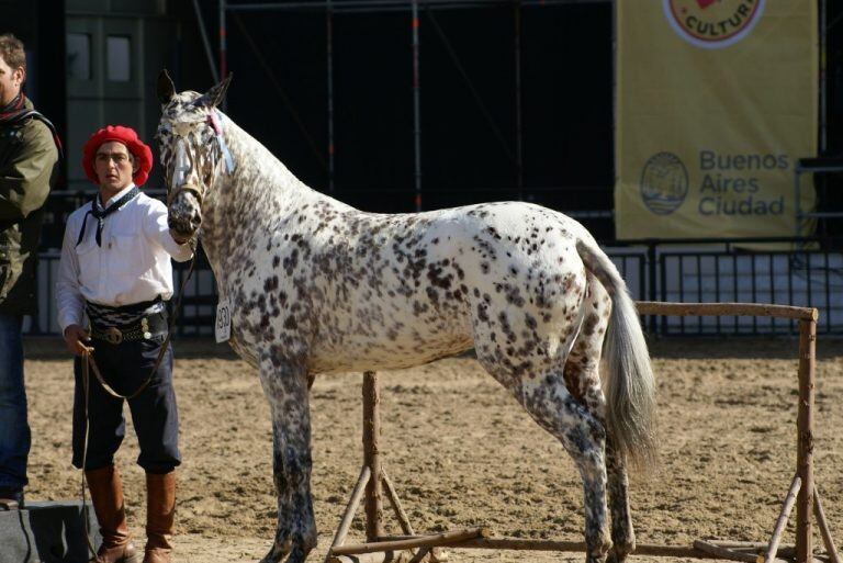 Caballo Appaloosa
Crédito: SRG