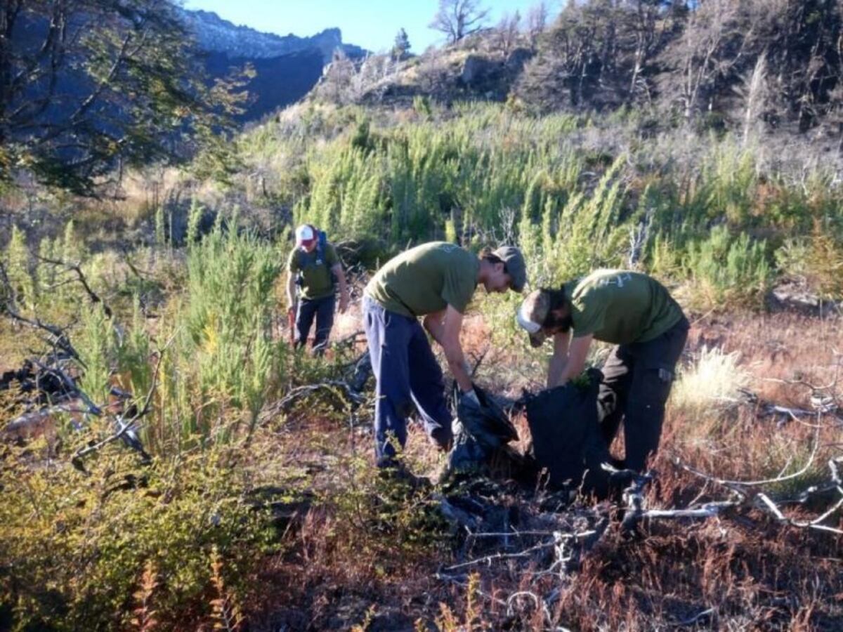 Comenzaron los trabajos de poda en Rawson
