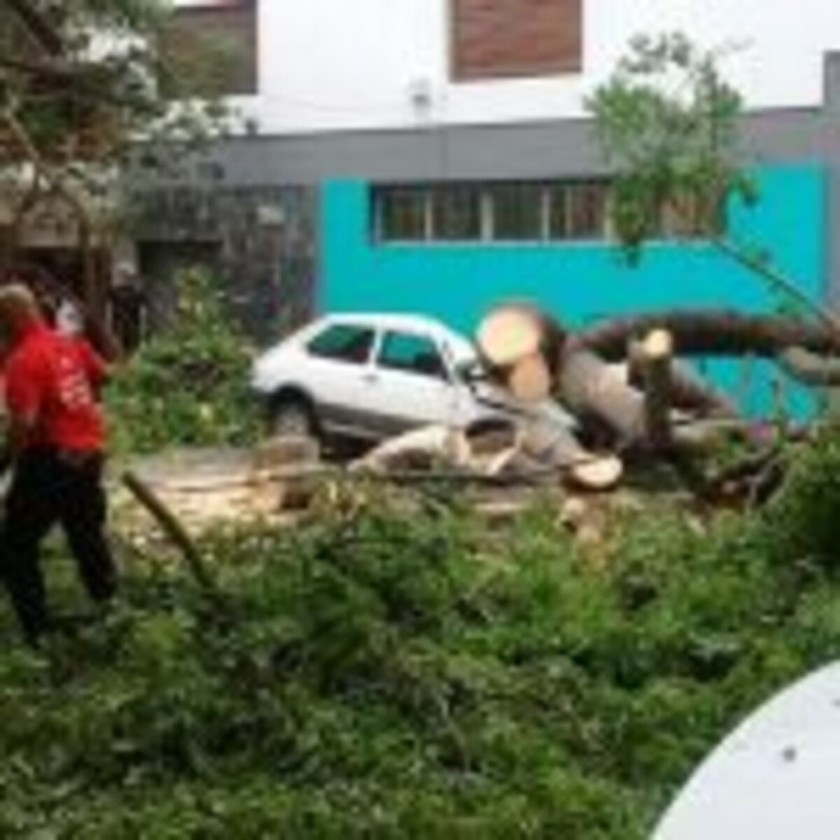 Se cayó un árbol y destrozó un auto