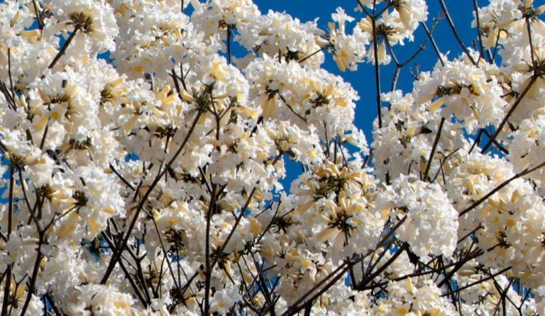 Lapacho Blanco. (EFE)