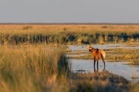 Ejemplar de Aguará Guazú, especie protegida en el futuro Parque Nacional Ansenuza