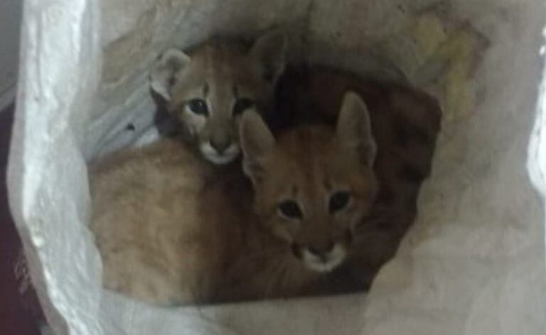 Los cachorros de puma fueron encontrados en el interior de una bolsa.