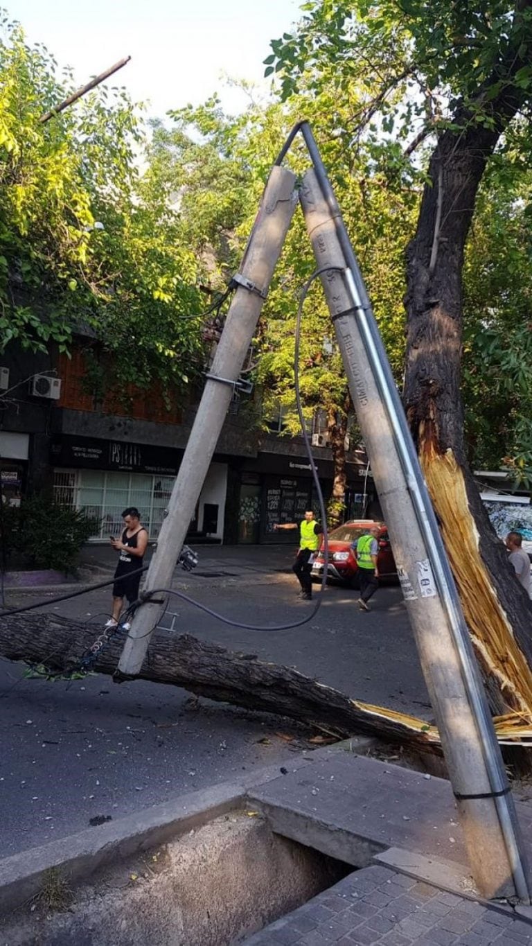 Un árbol cayó y dejó sin energía a los vecinos de la Quinta Sección