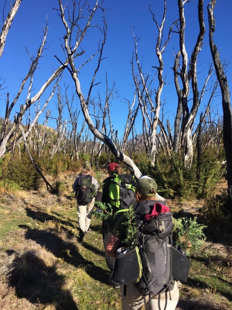 Recuperación de bosque nativo en Cholila.