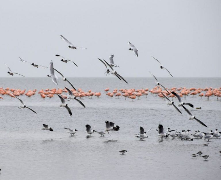 Gaviotas capucho café junto a flamencos australes. Playerito rabadilla blanca (Aves Argentinas)