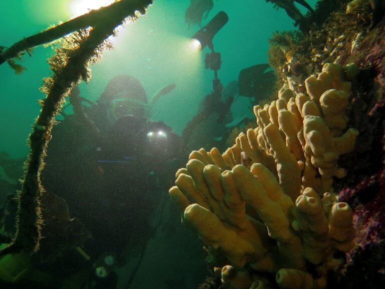 Buceo Ushuaia.