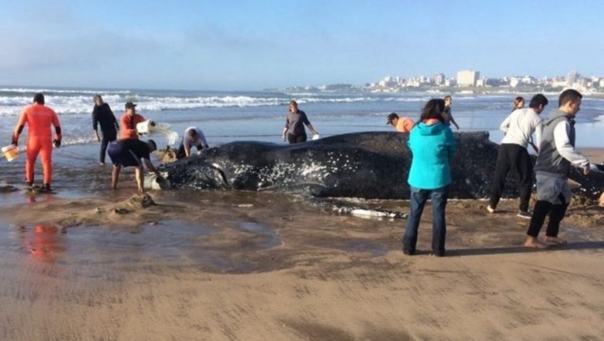 Sorpresa en Mar del Plata: una ballena quedó varada en la costa