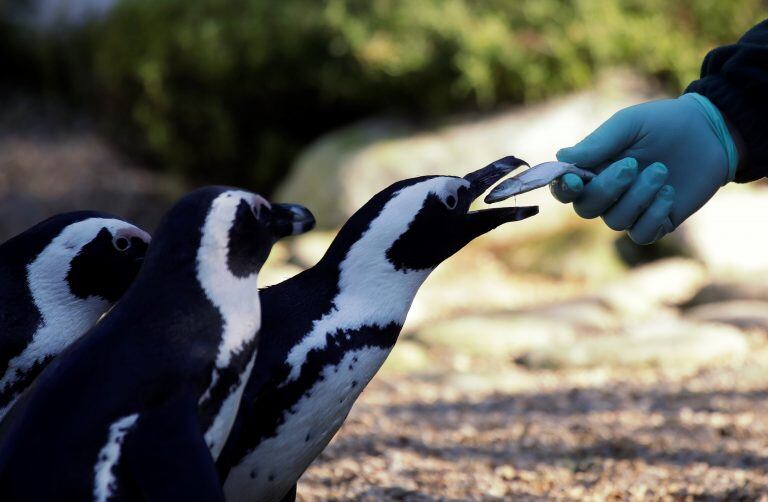 Preservar el medio ambiente y las especies animales.