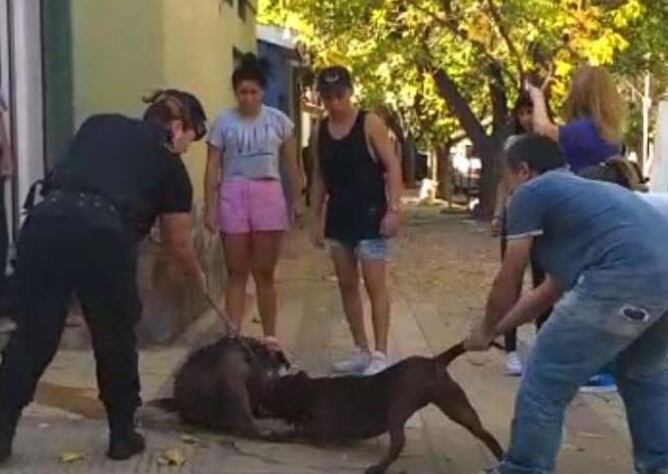 Escena cuando ayer lunes, "Tintero" fue ferozmente atacado por un pitbull en la Quinta Sección.