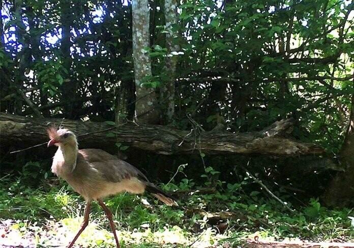 Fotografían por primera vez a una Chuña de Patas Rojas en el Parque Provincial Moconá.