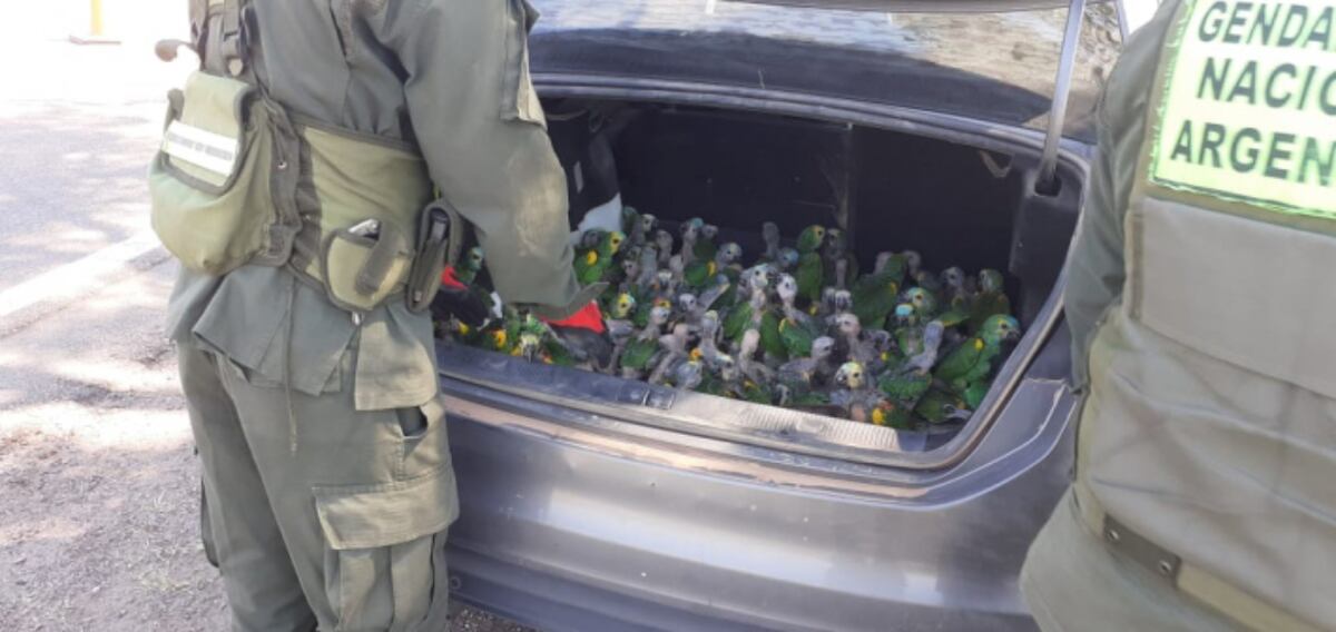 Dos hombres transportaban 100 loros en el baúl de un auto y los detuvo Gendarmería Nacional
