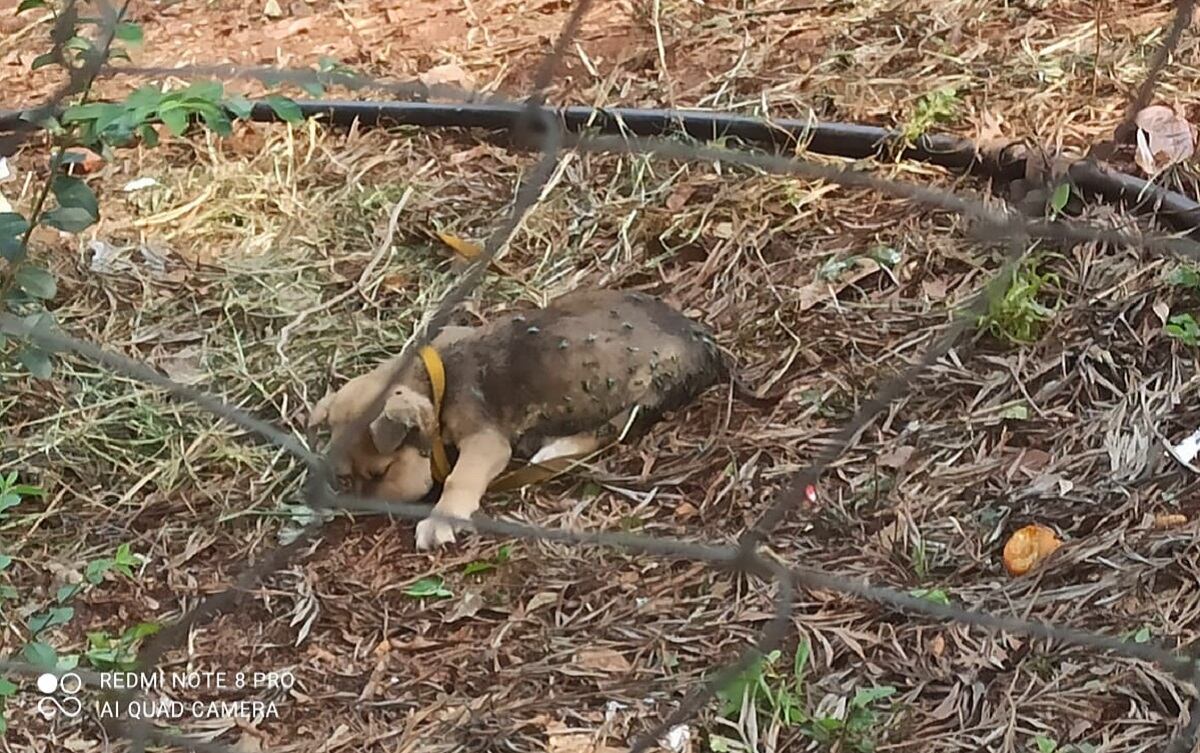 Maltrato animal: joven de Posadas detenido por asesinar a golpes a un cachorro