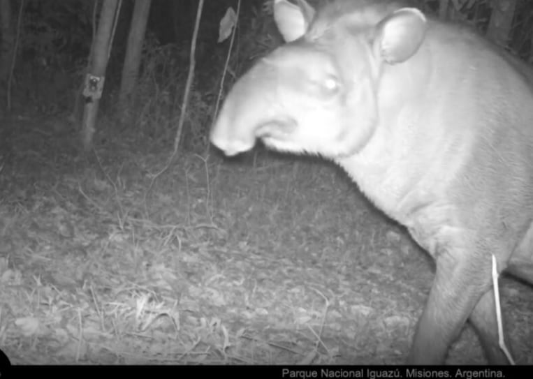 Cámaras trampa del Parque Nacional Iguazú captan un ejemplar de tapir.