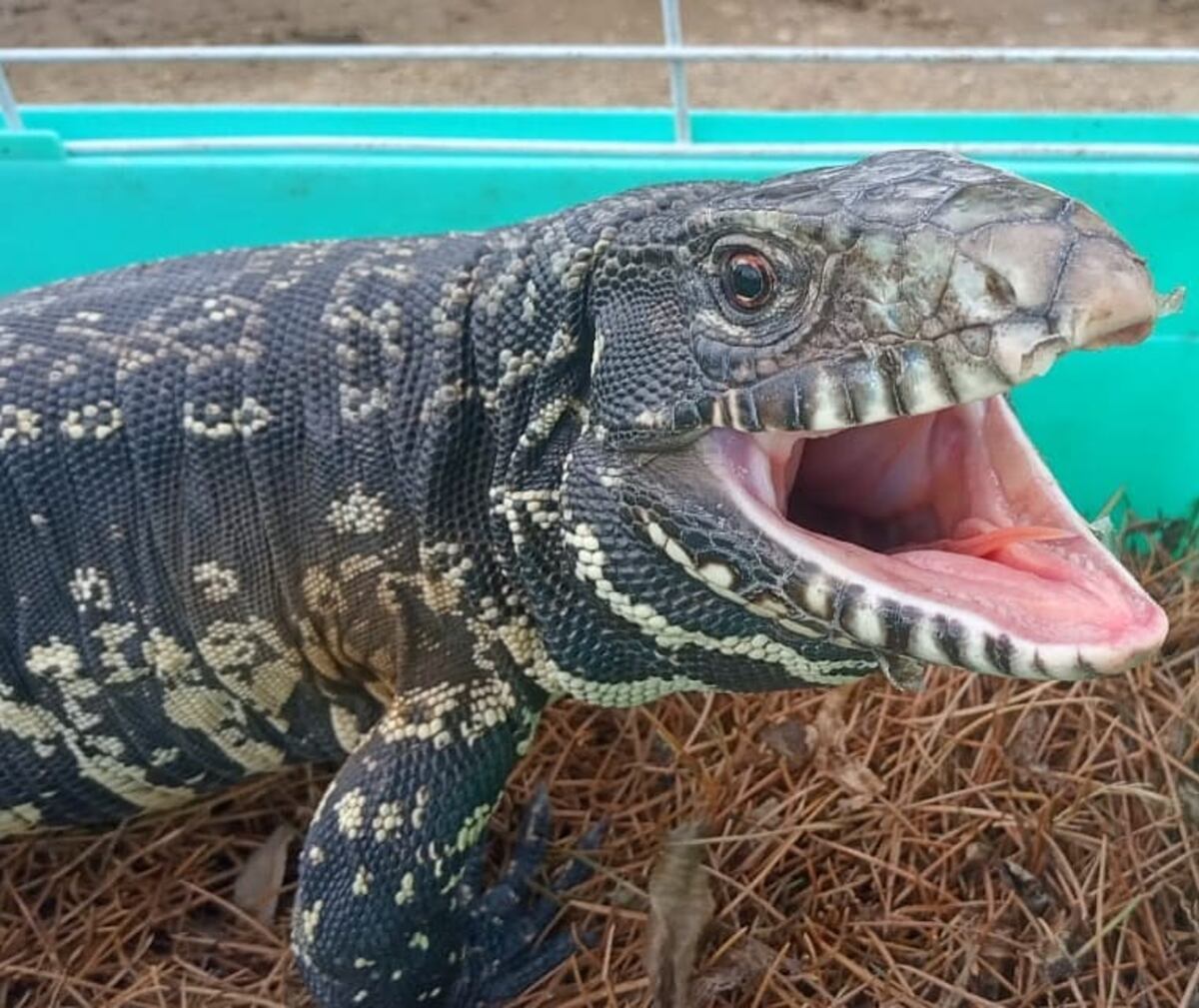Video viral: quiso atrapar un lagarto overo en Santa Fe y hubo una víctima inesperada