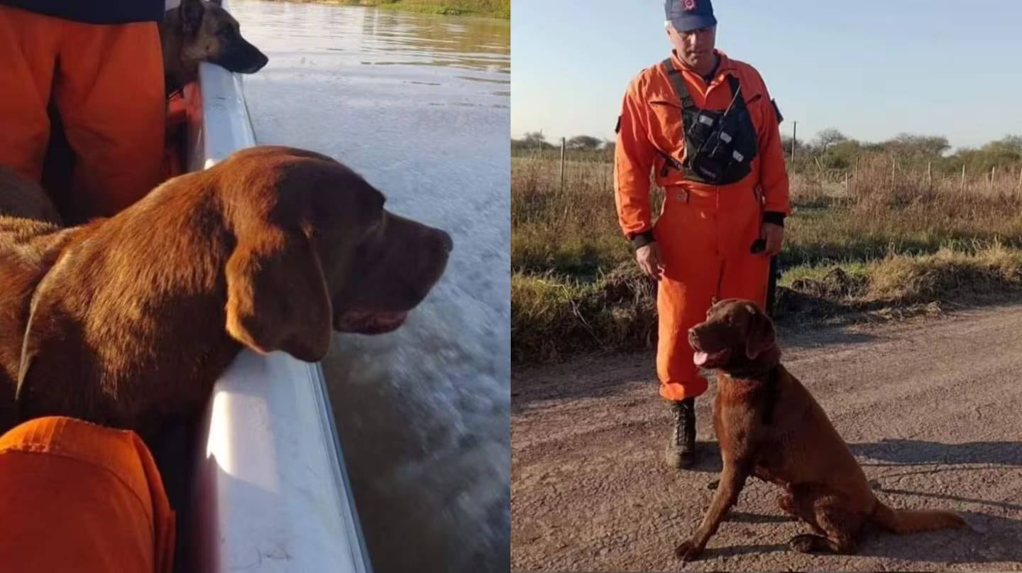 Murió Nerón, uno de los perros que participó de la búsqueda de Loan Danilo Peña.