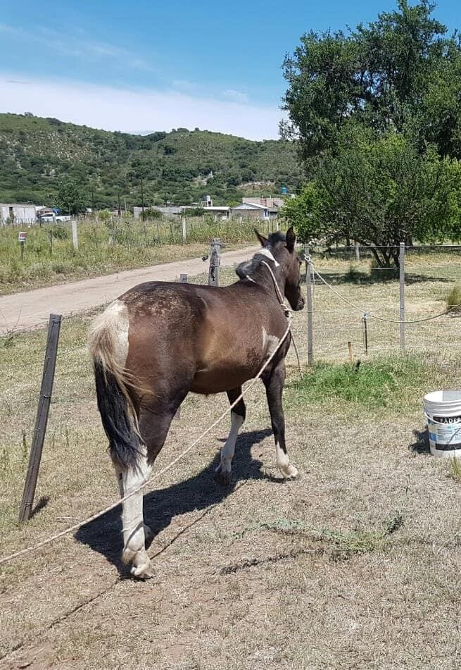 El caballo está alojado en dependencias de la Policía, a la espera de su dueño