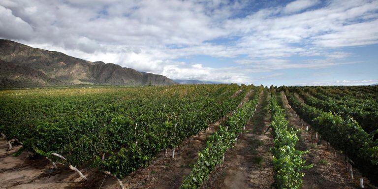 Viñedos de Cafayate. (web)