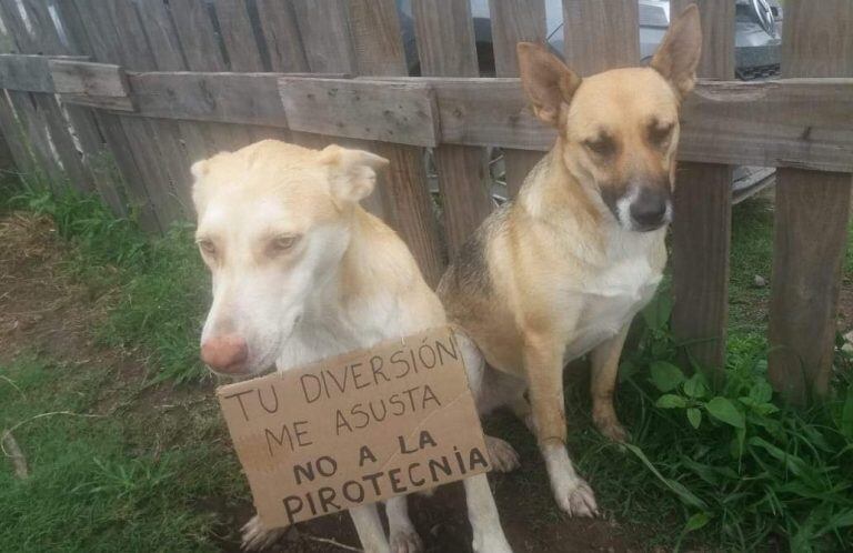 Los vecinos de Blue no hicieron caso a su mensaje y los estruendos acabaron con su vida.