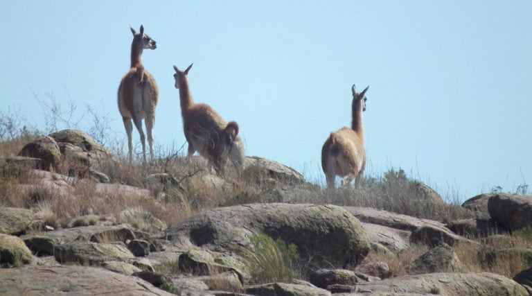 En las sierras habitan gran cantidad de guanacos (Wikipedia)