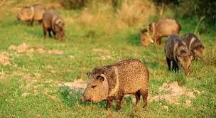 Una piara de pecaríes de collar en el Proyecto Iberá. (WEB)