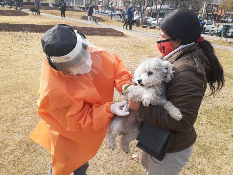 Dirigida a perros y gatos domesticados de toda la ciudad. (Foto: prensa municipal).