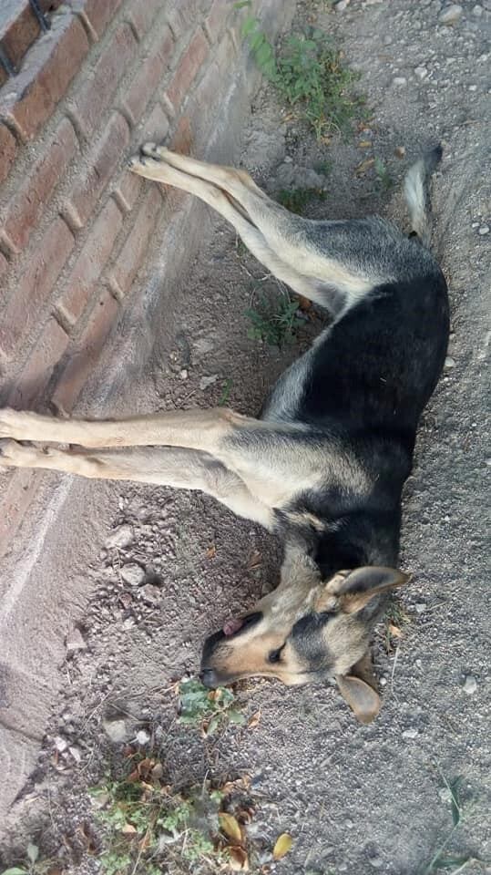 "Flaki", la perrita brutalmente asesinada.