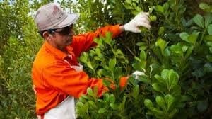 Más tecnología para el trabajo del tarefero, que aumenta su producción y mejora la prolijidad del corte de la planta de yerba mate. (WEB)