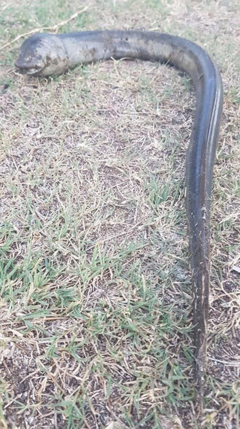 Encontraron una criatura extraña en el lago San Roque