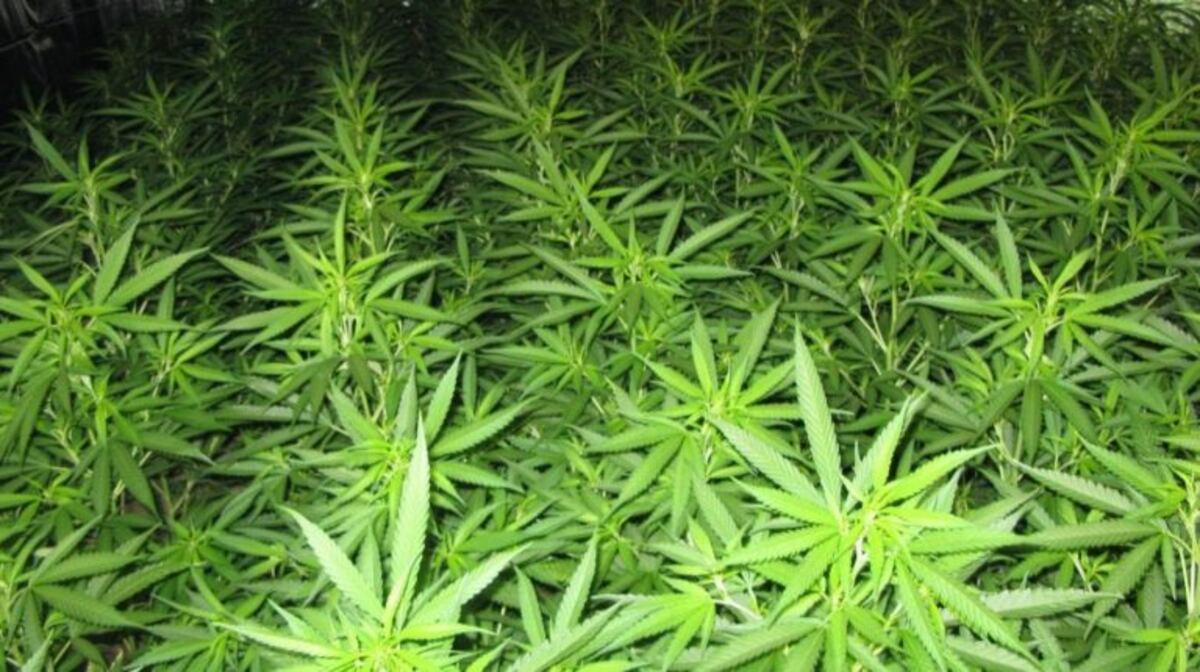 Inauguran una sala de cultivo de cannabis en La Plata