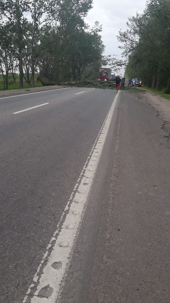 El viento provocó caída de árboles sobre la ruta 158 en cercanías de General Cabrera.