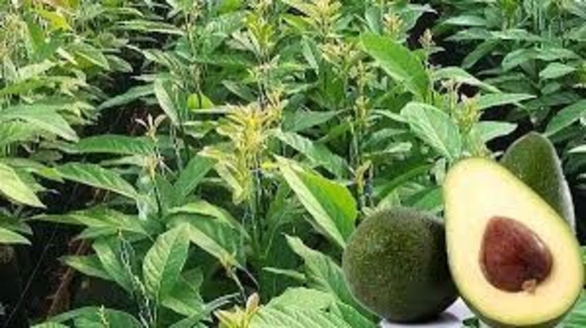 Apoyo a la producción de paltas para diversificar la producción en la zona tabacalera de Misiones