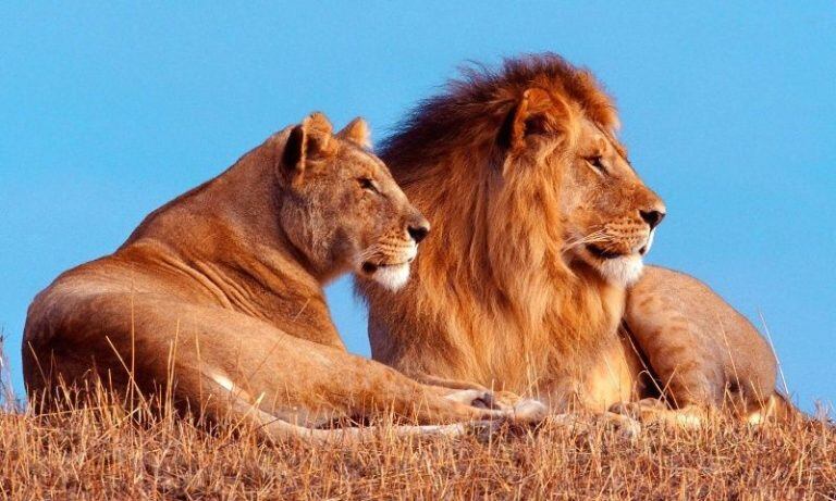 Las manadas de leones presentan un orden matriarcal, donde quien domina es una hembra (Foto: Panorama).