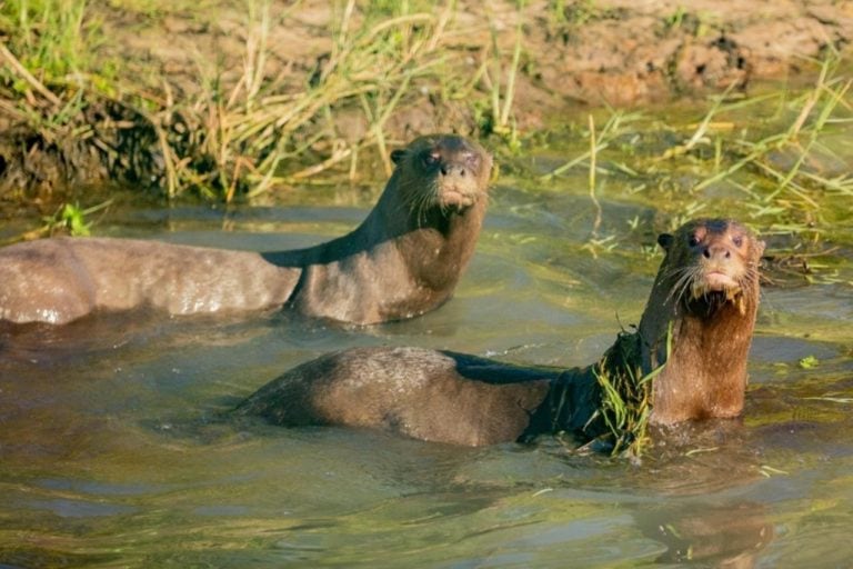 Habilitaron el turismo interno en el Parque Nacional Iberá