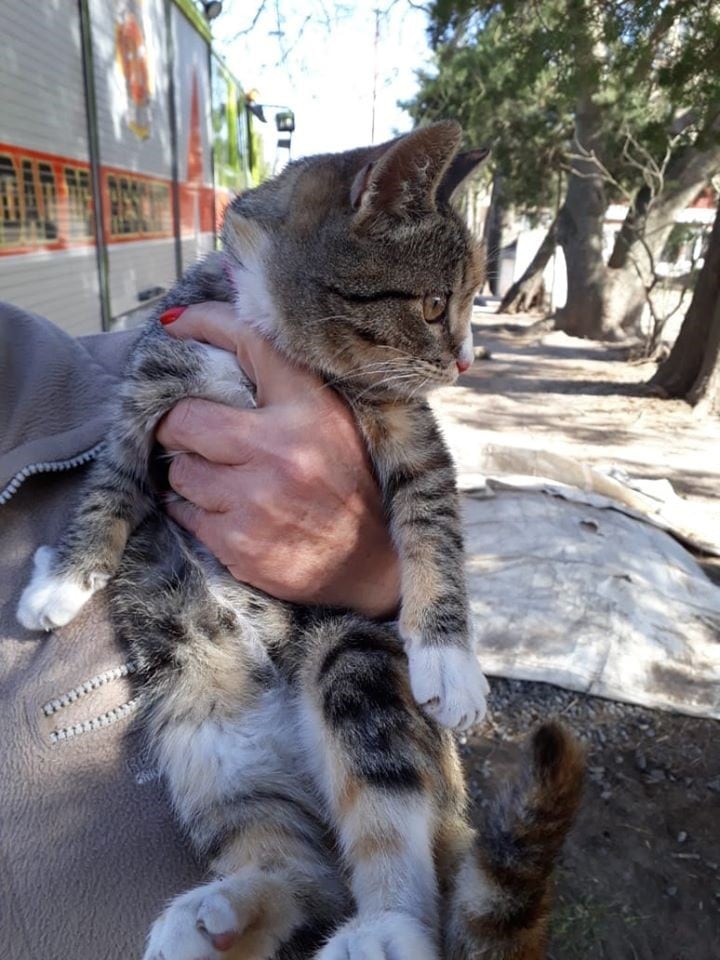 Rescate de una gatita por Bomberos Voluntarios Arroyito