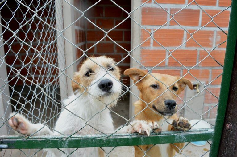 Más de 90 perros esperan una familia en el centro de adopciones Matías Nicolás Mancilla.