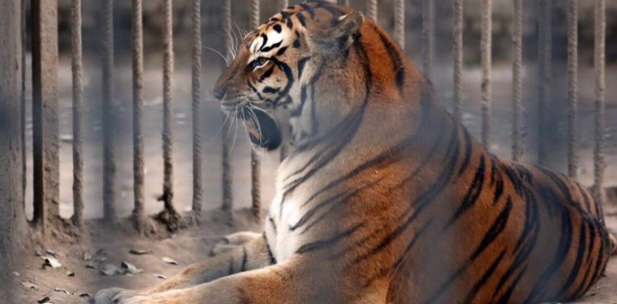 La municipalidad asegura que en 60 días los leones y tigres serán trasladados a África