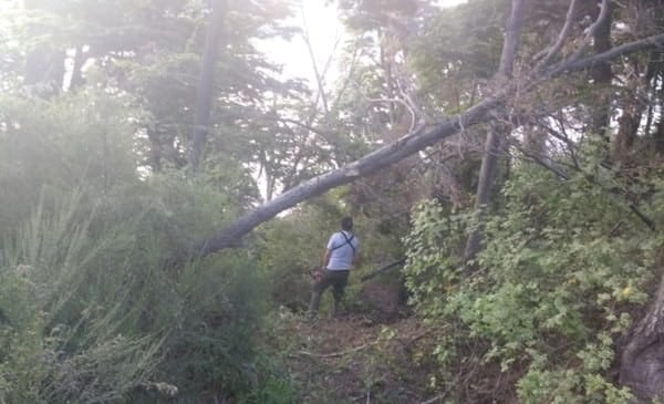 Accidente Parque Nacional Los Alerces donde un auto termino en un barranco.