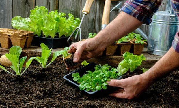 Vuelve  "La huerta en tu casa" a Plataforma Lavardén. (Municipalidad de Rosario)