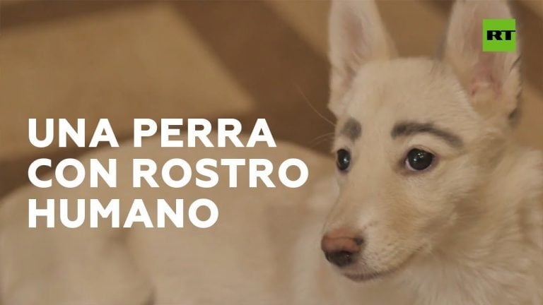 Betty, la perra que asombra en las redes por sus cejas "humanas"