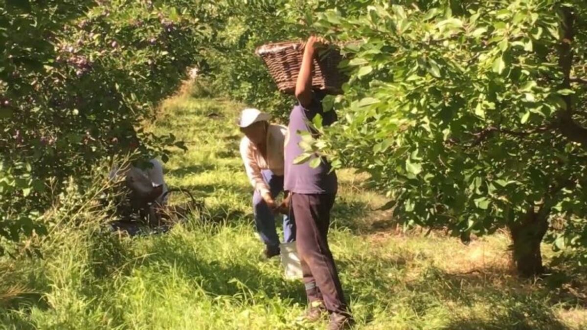 Los productores pueden realizar la renovación del RUT sin salir de casa