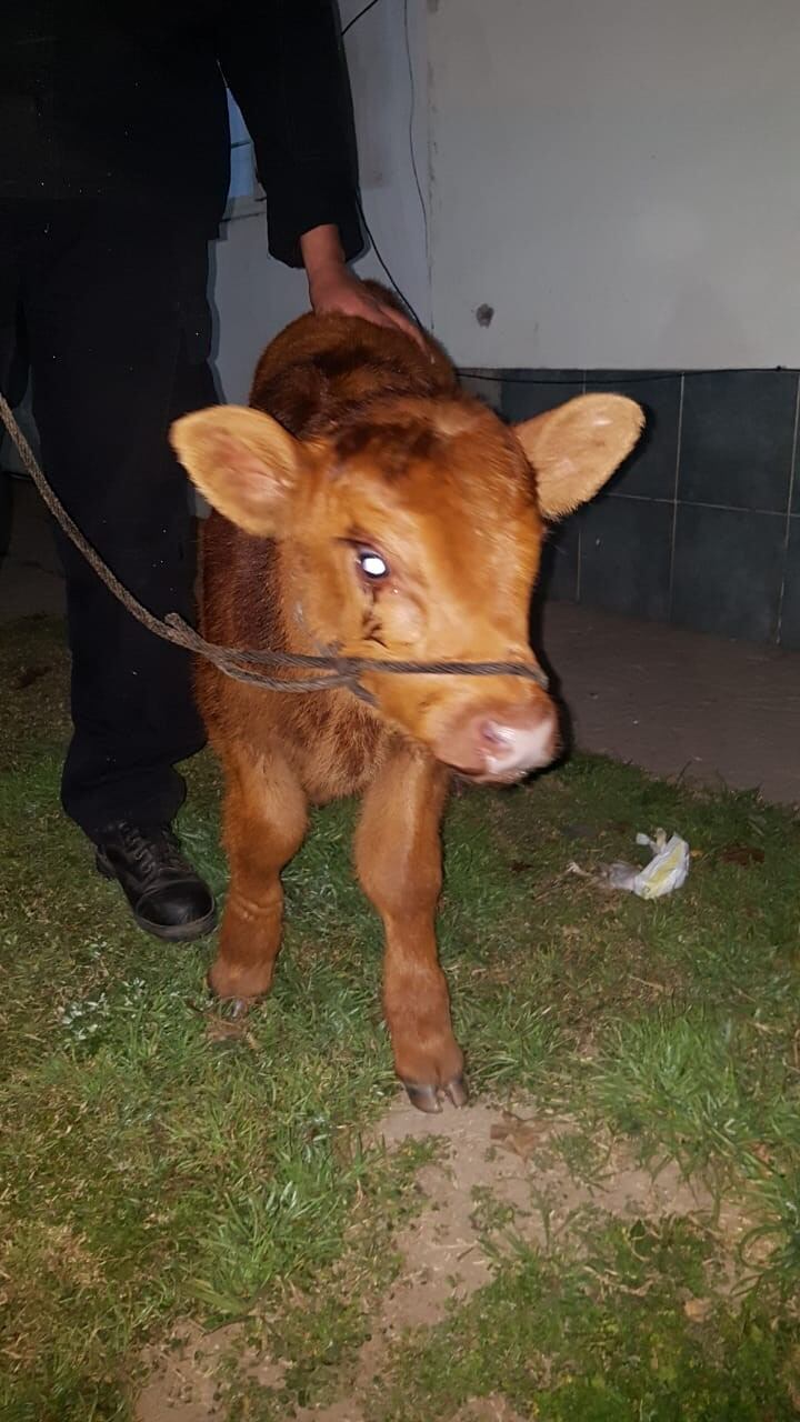 Los agentes encontraron al ternero robado oculto en el asiento trasero de un Fiat Duna. (Min. Seguridad)