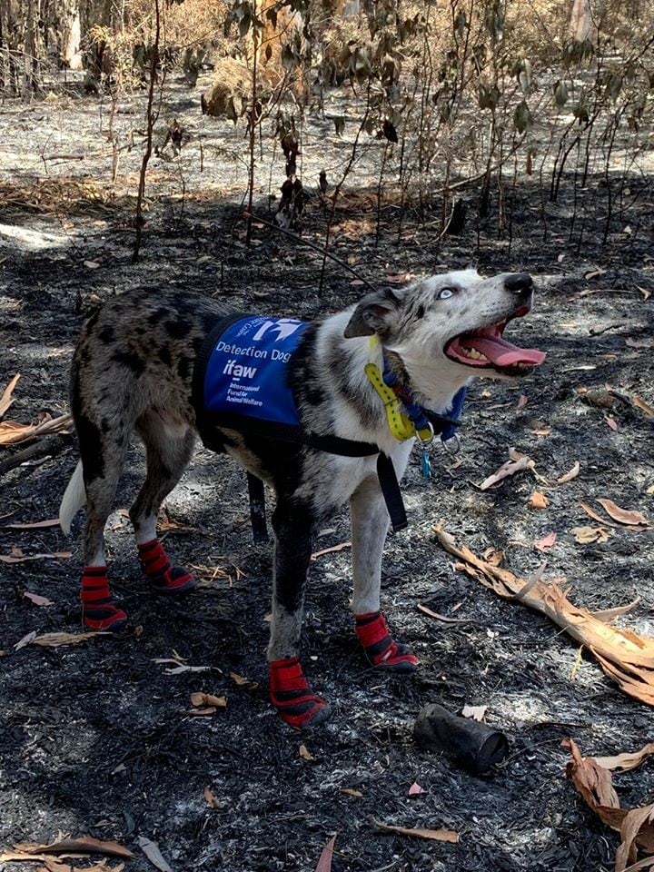 La historia de Bear, el perro héroe que rescata koalas en los incendios de Australia