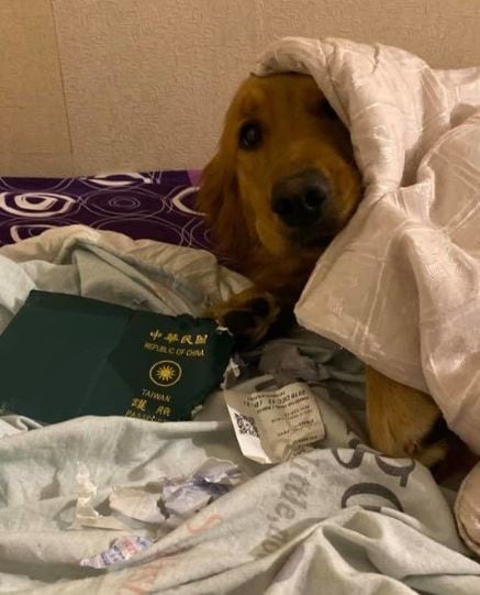 Una perrita evitó que su dueña viajara a China y se expusiera al coronavirus (Foto: web)