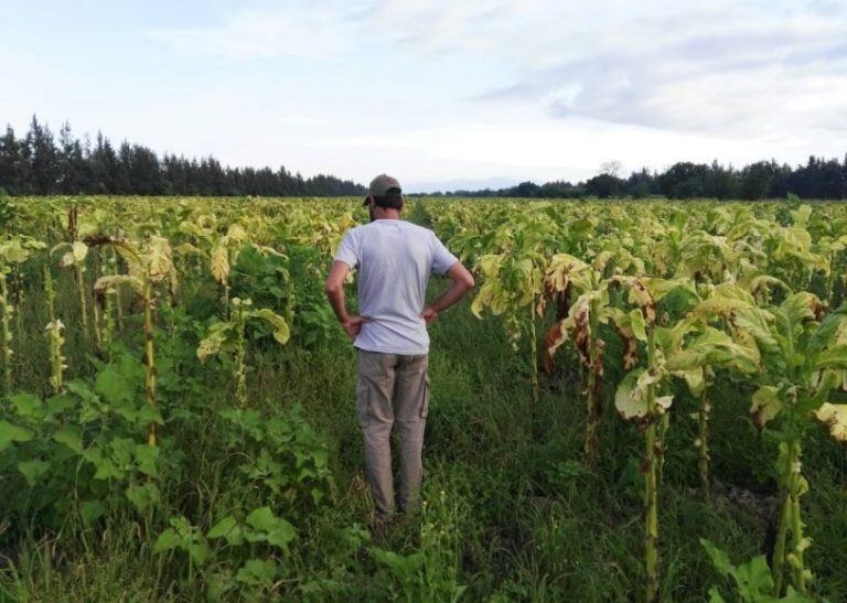 Plantación de tabaco en Jujuy