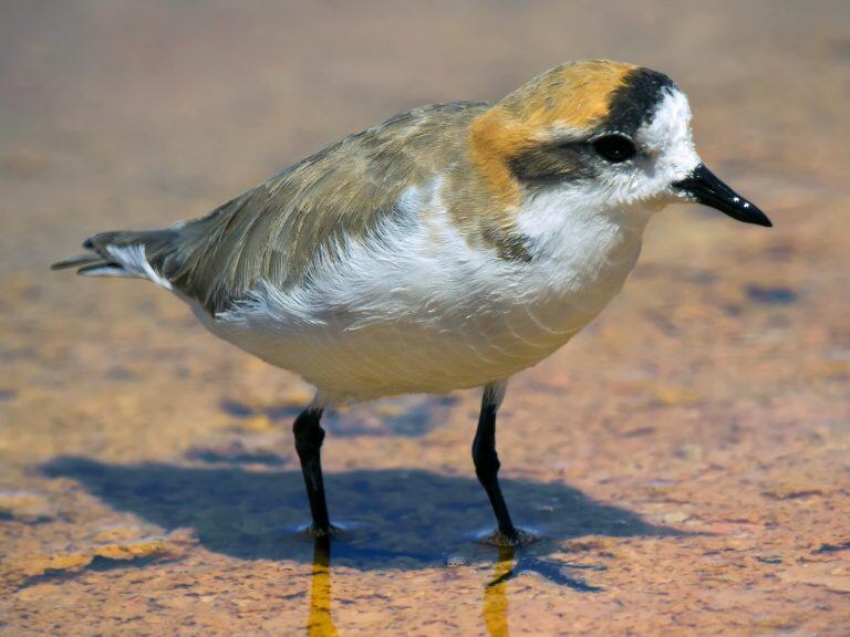 Chorlito Andino (eBird)