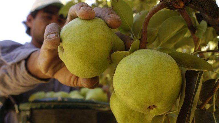 Habrá manzanas, peras, cítricos y bananas entre las frutas que se repartirán.