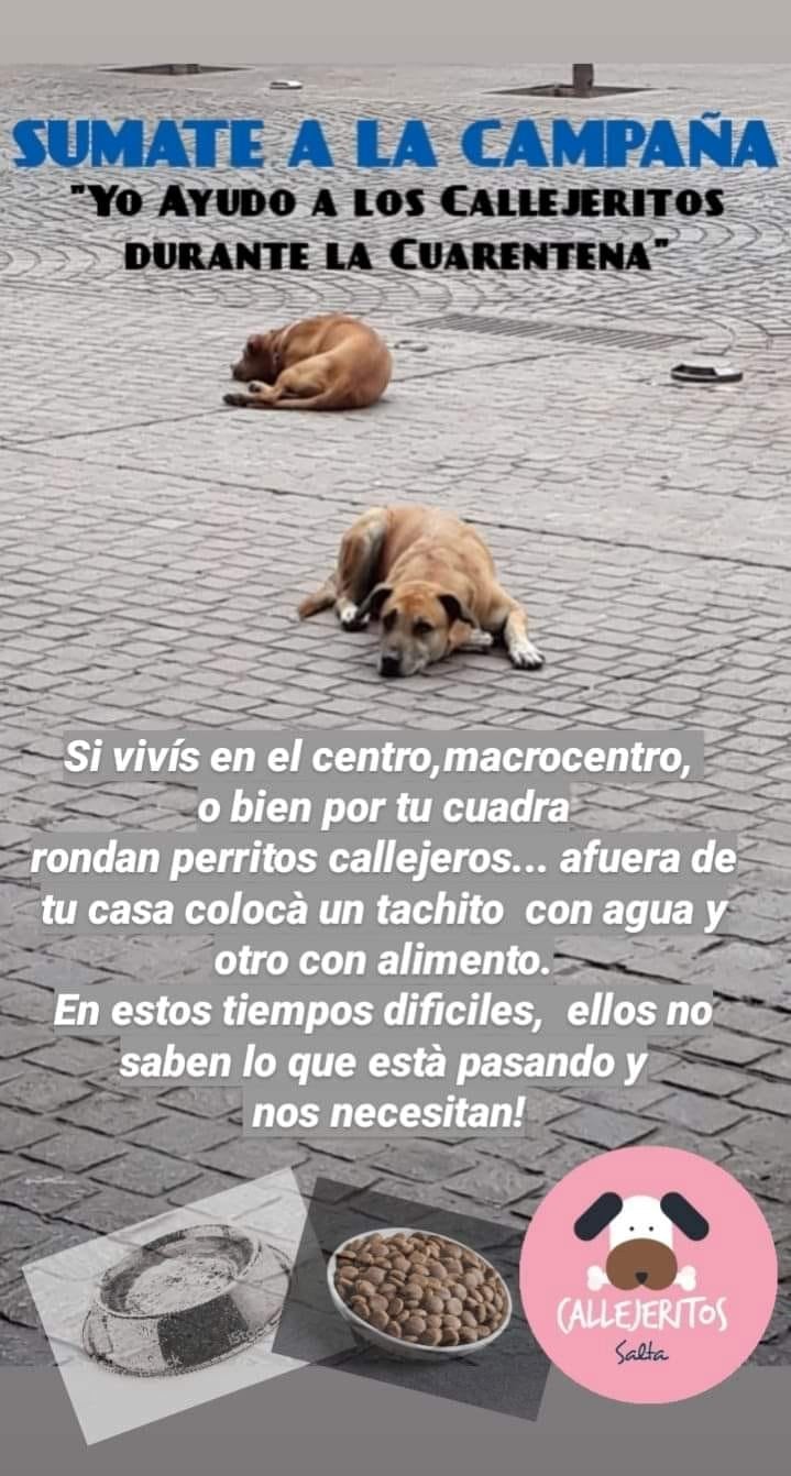 Campaña para alimentar animales callejeros (Facebook APAN Salta (Asociación Protectora de Animales))