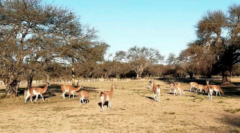 Parque Luro es una de las áreas protegidas mas importantes de La Pampa (APN)