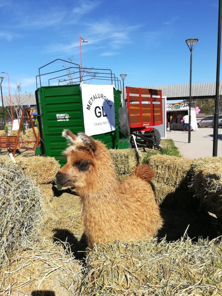 Candela, la mascota oficial de la Expojuy 2018