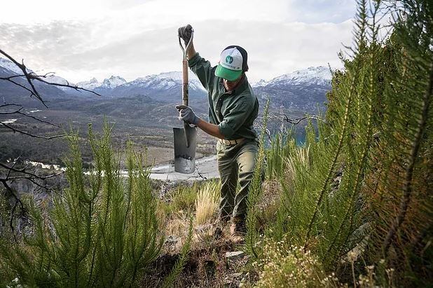 Miembro de ReforestArg (Foto: ReforestArg).